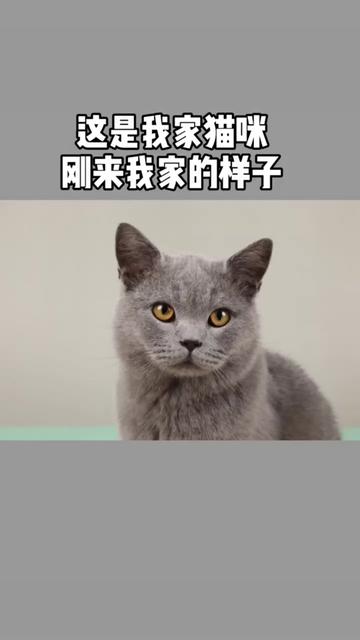 教大家如何科学一个月养胖一只猫咪斤dou 小助手 方块视频